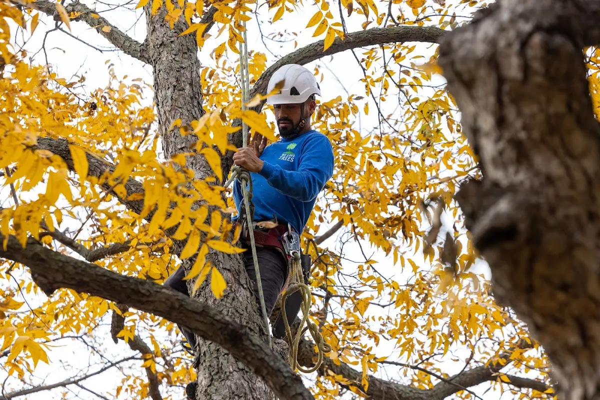 Skilled Tree Planting crew working in Mandaree